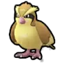 Pidgey