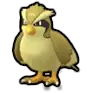 Pidgey
